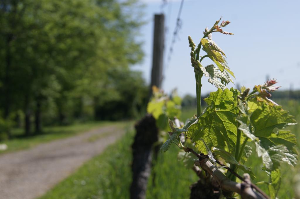 Domaine Maison Dodo Lamonzie-Saint-Martin Buitenkant foto